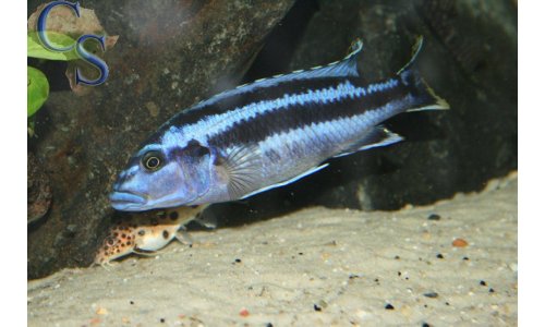 Melanochromis kaskazini